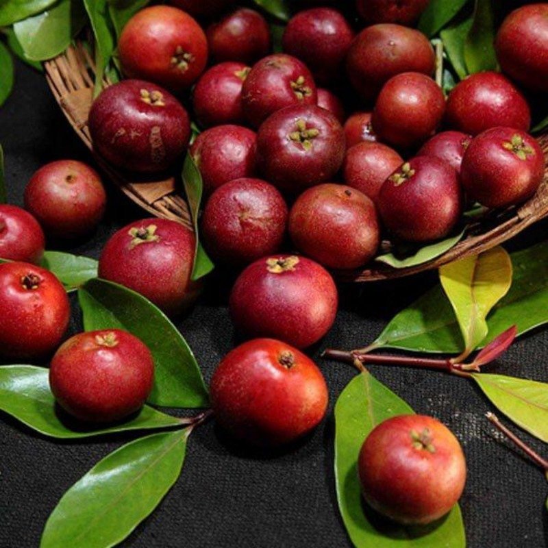 Sweet Kokum – Grafted (મીઠું કોકમ કલમ)